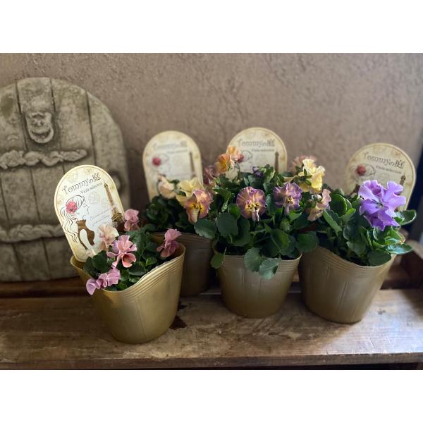 見元園芸さんのビオラです。フリルがもこもこと咲き画像以上に可愛いです。色はこちらにお任せください。ご希望があれば備考欄に記載ください。在庫がある限りは対応します。在庫がない場合はご要望に添えないです。【学   名】Viola×wittroc...