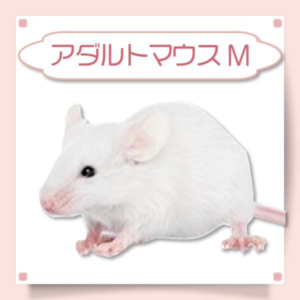 冷凍 マウス 餌 エサ 10匹 アダルトマウスM フクロウ 猛禽類 爬虫類