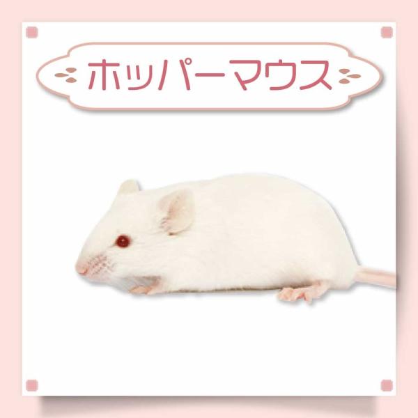 冷凍 マウス ホッパーマウス 餌 エサ フクロウ 20匹 猛禽類