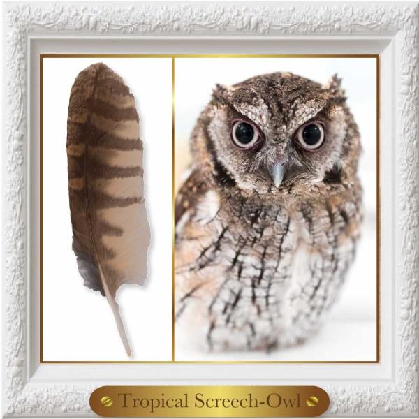 フクロウの剥製 コノハズク 約30cm Amazon.co.jp: フクロウハウス、オオコノハズクハウス、バード