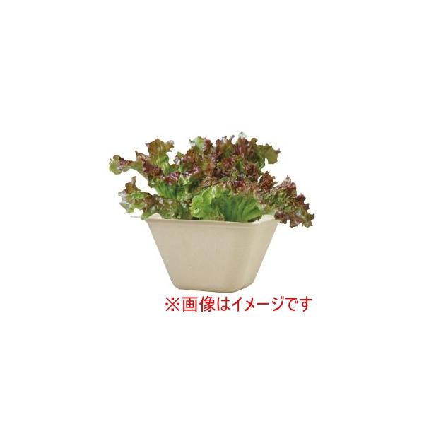 他サイト： 聖新陶芸 バガスグリーン レタス 93232の商品画像