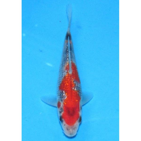 発送は受注後１週間以内でお願いいたします他のカテゴリーの錦鯉とは同梱できません。    送料（1箱）●自動計算は１尾お買い上げの時だけの金額です。●2尾以上お買い上げの送料は下記の通りです。●2尾以上15尾までお買い上げの場合は北海道地区1...