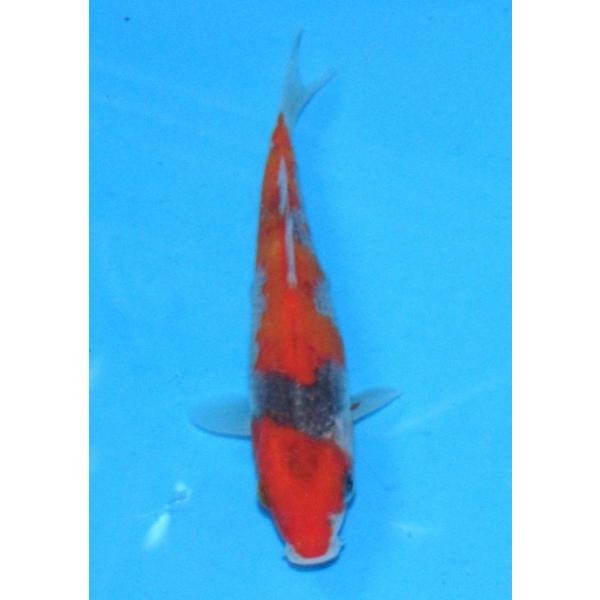 発送は受注後１週間以内でお願いいたします他のカテゴリーの錦鯉とは同梱できません。    送料（1箱）●自動計算は１尾お買い上げの時だけの金額です。●2尾以上お買い上げの送料は下記の通りです。●2尾以上15尾までお買い上げの場合は北海道地区1...