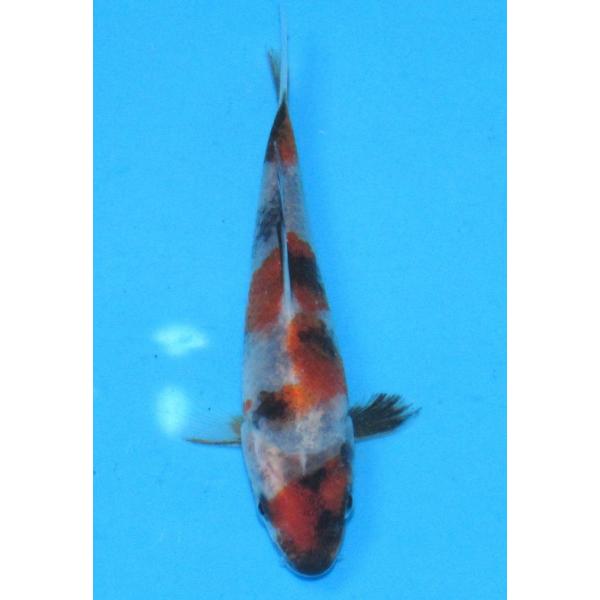 発送は受注後１週間以内でお願いいたします他のカテゴリーの錦鯉とは同梱できません。    送料（1箱）●自動計算は１尾お買い上げの時だけの金額です。●2尾以上お買い上げの送料は下記の通りです。●2尾以上15尾までお買い上げの場合は北海道地区1...