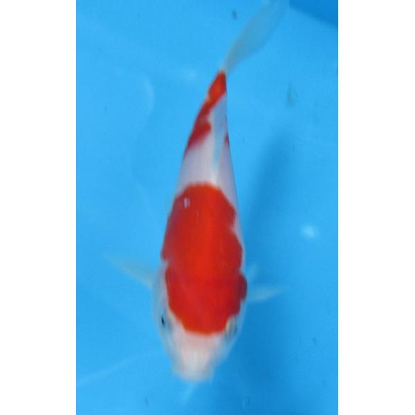 錦鯉 No501 紅白 令和7年産 15cm 錦鯉