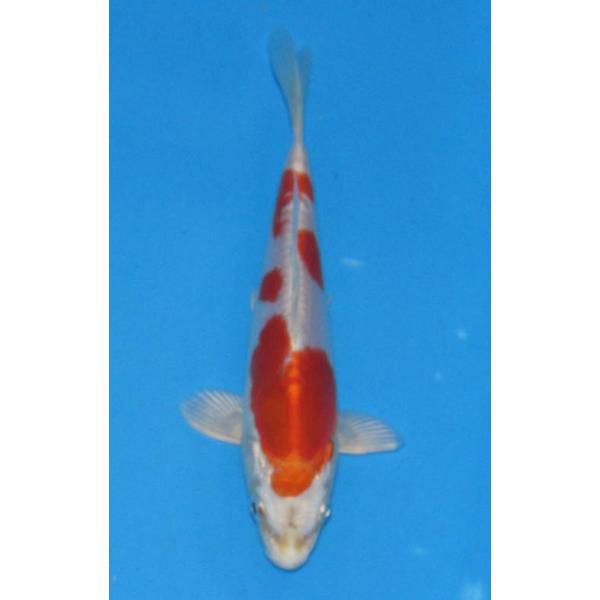 錦鯉 紅No539 菊水 令和4年産 2歳 17cm 錦鯉 : アキカン ヤフー店