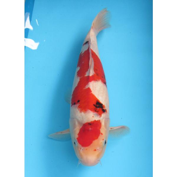 錦鯉 No06 変わり鯉 令和5年産 54cm 錦鯉 : アキカン ヤフー店 錦鯉 No06 変わり鯉 令和5年産 54cm 錦鯉 : アキカン ヤフー店