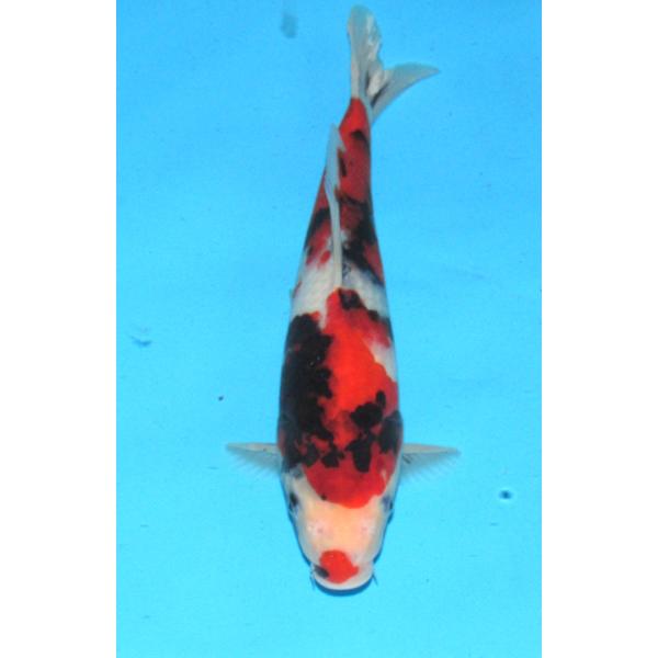 錦鯉 No608 昭和三色 令和5年産 34cm 錦鯉 : アキカン ヤフー店