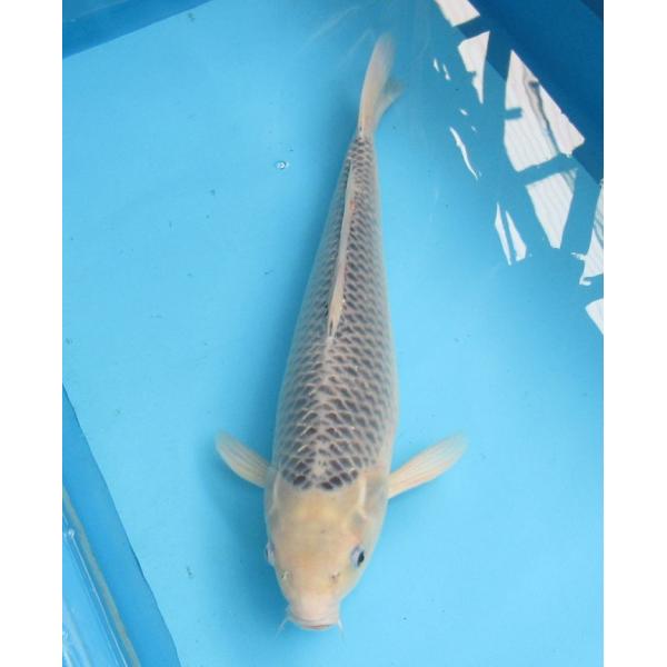 張子　錦鯉 B ツヤなし 錦鯉 No26 浅黄 令和6年産 50cm 錦鯉 : アキカン ヤフー店 - 通販