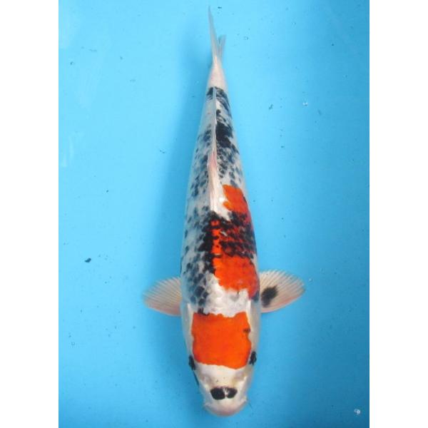 錦鯉 No31 金昭和 令和6年産 46cm : アキカン ヤフー店 - 通販 - Yahoo