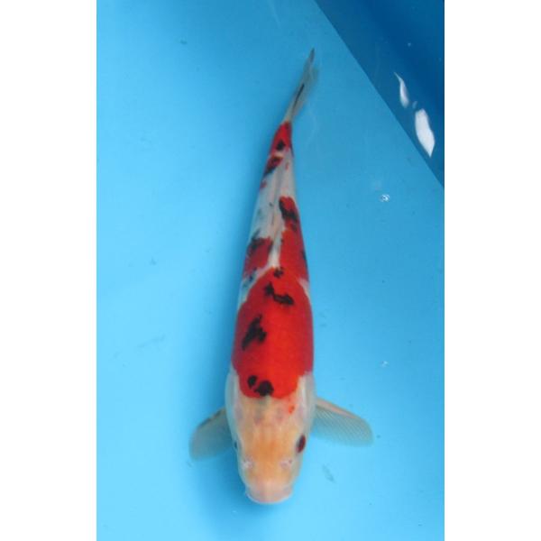 錦鯉 No32 大正三色 令和6年産 35cm : アキカン ヤフー店 - 通販