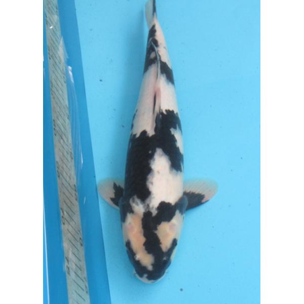 錦鯉 No41 浅黄 令和1年産 46cm 錦鯉 Buyee Buyee Japanese Proxy Service Buy From Japan Bot Online