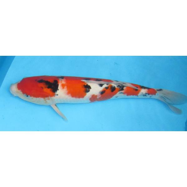 錦鯉 No41 浅黄 令和1年産 46cm 錦鯉 Buyee Buyee Japanese Proxy Service Buy From Japan Bot Online