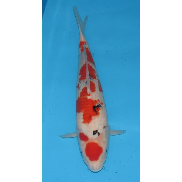 錦鯉 No67 銀鱗浅黄 令和1年産 43cm 錦鯉 Buyee Buyee Japanese Proxy Service Buy From Japan Bot Online