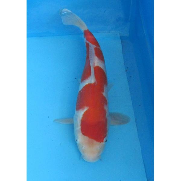 錦鯉 No04 仙助紅白 令和7年産34cm 生産証明書付き 沖縄・離島には送れません 錦鯉