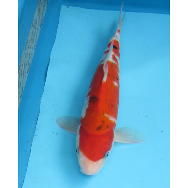 錦鯉6 Amazon | （錦鯉）錦鯉ミックス Sサイズ 6～10cm（3匹