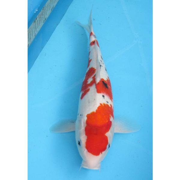 錦鯉 No59 茶鯉 令和6年産 50cm 錦鯉 : アキカン ヤフー店 - 通販