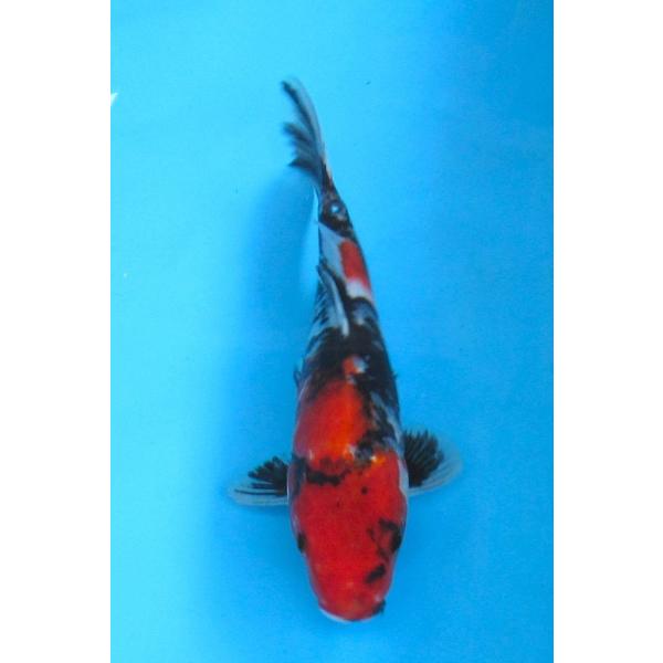 錦鯉 No67 昭和三色 令和6年産 37cm 錦鯉 : アキカン ヤフー店 - 通販