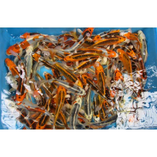 錦鯉no402 錦鯉の稚魚b級品100尾 A 令和1年産10cm 13cm位錦鯉 Buyee Buyee 提供一站式最全面最专业现地yahoo Japan拍卖代bid代拍代购服务