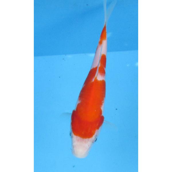 錦鯉 No405 緋写り 令和6年産 15cm 錦鯉 : アキカン ヤフー店