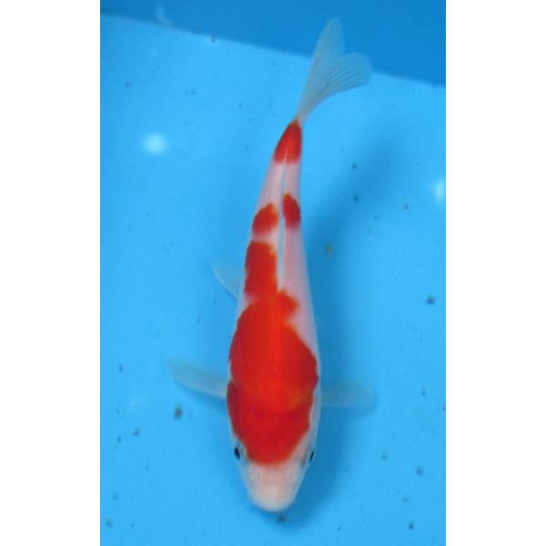 錦鯉 No420 紅白 令和7年産 13cm 錦鯉