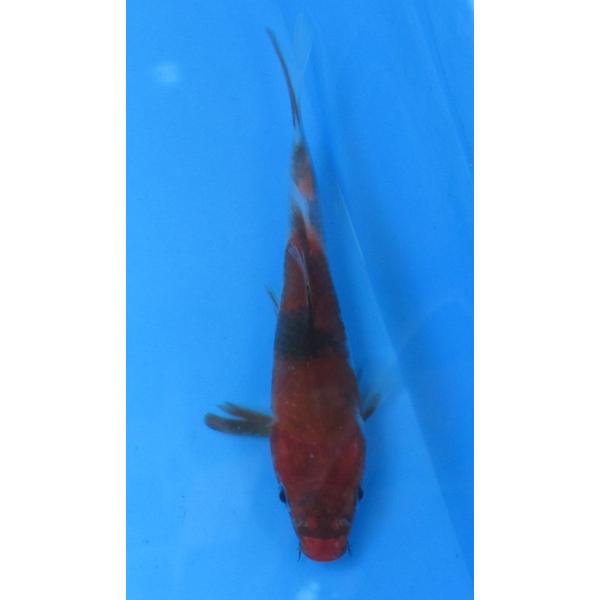 錦鯉6 錦鯉 No428 昭和三色 令和6年産 15cm 錦鯉 : アキカン ヤフー店