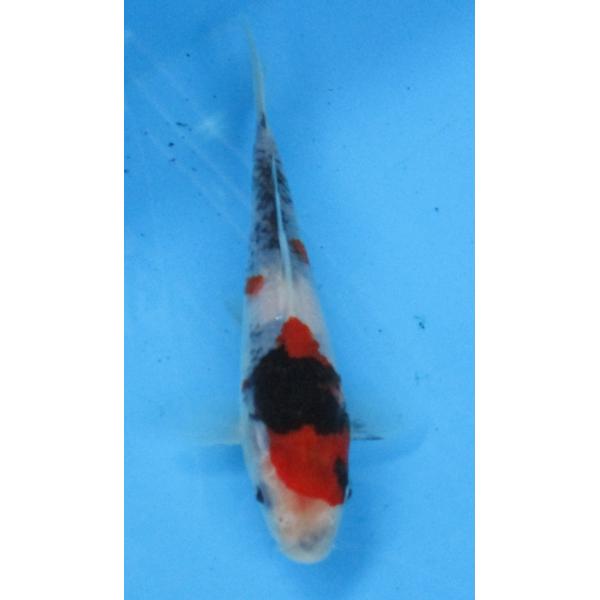 優雅な錦鯉 錦鯉 No515 銀鱗三色 令和6年産 14cm 錦鯉 : アキカン ヤフー店