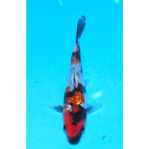 発送は受注後１週間以内でお願いいたします他のカテゴリーの錦鯉とは同梱できません。    送料（1箱）●自動計算は１尾お買い上げの時だけの金額です。●2尾以上お買い上げの送料は下記の通りです。●2尾以上15尾までお買い上げの場合は北海道地区1...