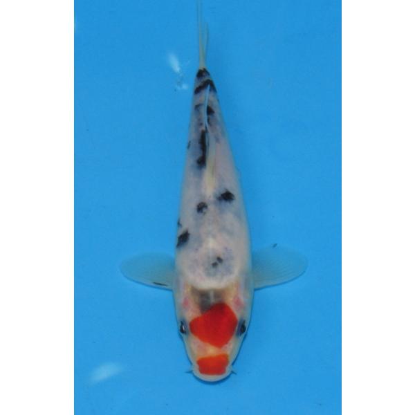 発送は受注後１週間以内でお願いいたします他のカテゴリーの錦鯉とは同梱できません。    送料（1箱）●自動計算は１尾お買い上げの時だけの金額です。●2尾以上お買い上げの送料は下記の通りです。●2尾以上15尾までお買い上げの場合は北海道地区1...