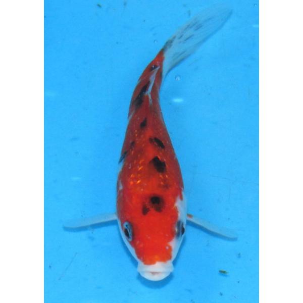 錦鯉 No450 紅白 令和7年産 15cm 錦鯉