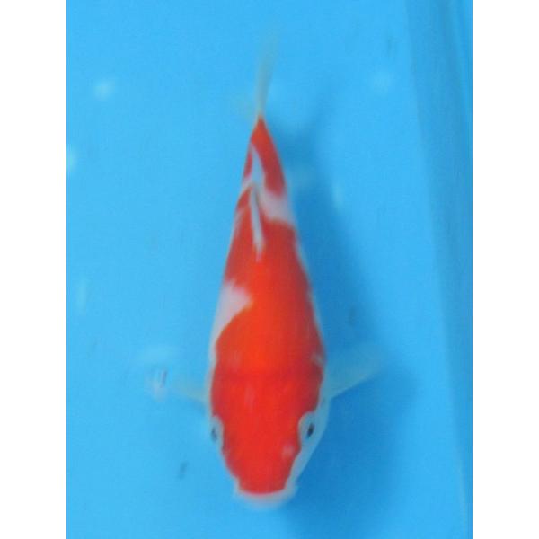 錦鯉 No464 紅白 令和7年産 14cm 錦鯉