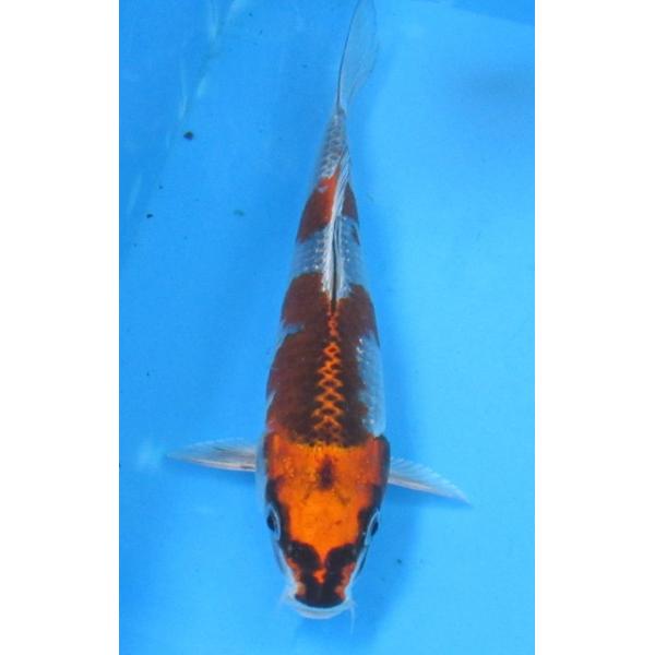 錦鯉 No473 紅白 令和7年産 17cm 錦鯉
