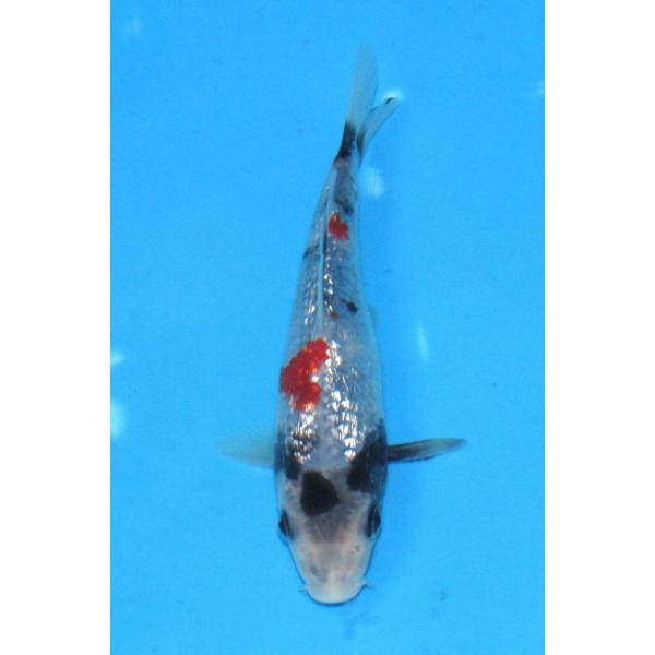 発送は受注後１週間以内でお願いいたします他のカテゴリーの錦鯉とは同梱できません。    送料（1箱）●自動計算は１尾お買い上げの時だけの金額です。●2尾以上お買い上げの送料は下記の通りです。●2尾以上15尾までお買い上げの場合は北海道地区1...