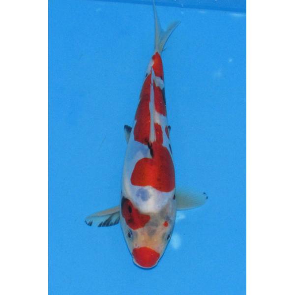 錦鯉土俵入り 錦鯉 No501 ドイツ昭和 令和5年産 当歳 18cm 錦鯉 : アキカン ヤフー店