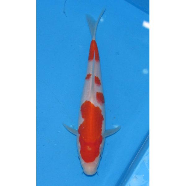 錦鯉土俵入り TANI FISH FARM｜販売所｜錦鯉飼育関連資材の販売