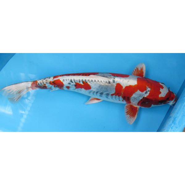 錦鯉No519 輝黒龍2才35cm 錦鯉/【Buyee】 日本代购平台-产品购物网站 