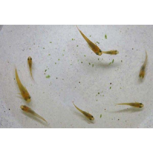 朱赤透明鱗三色メダカ稚魚１０ Buyee Buyee 日本の通販商品 オークションの代理入札 代理購入