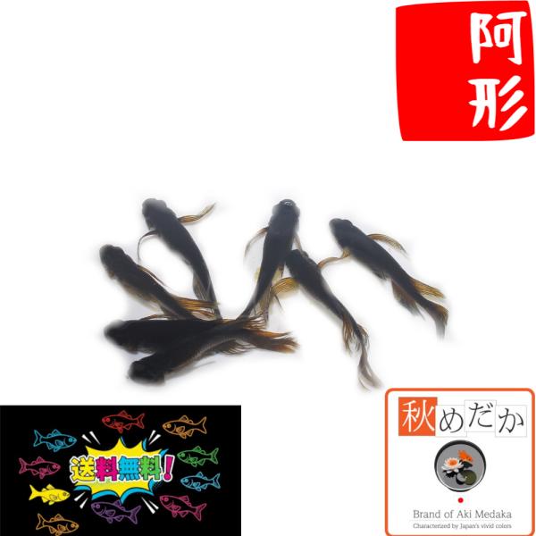 メダカ ヒレ長 阿形 4匹 2ペア めだか 生体 成魚 販売 通販 秋めだか