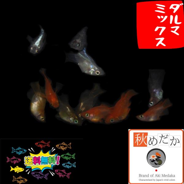 メダカ ダルマ系 おまかせ ダルマ系統 ミックス 10匹 5ペア めだか 生体 成魚 通販 販売 秋めだか