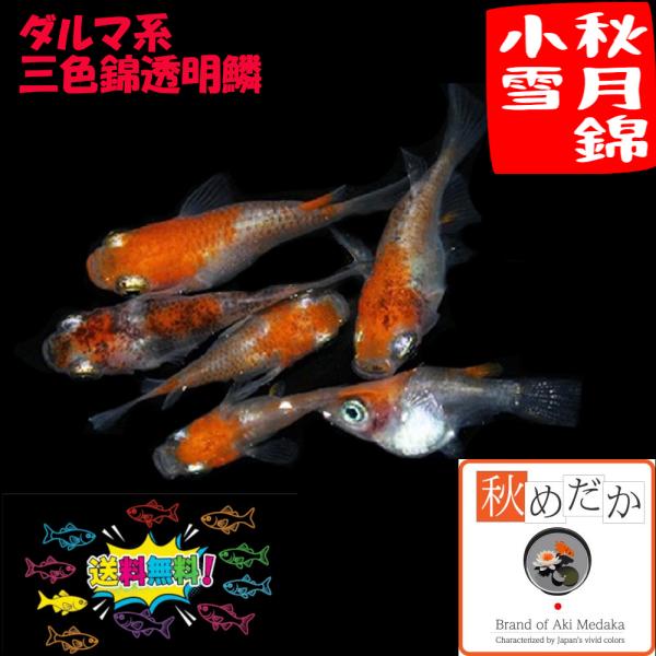 メダカ ダルマ系 三色錦 秋月錦小雪(三色錦透明鱗) ダルマ系 4匹 2ペア めだか 生体 成魚 通販 販売 秋めだか