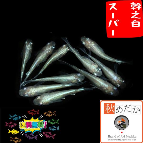 メダカ 幹之白スーパー 20匹 10ペア 幹之白 めだか 販売 通販 生体 成魚 秋めだか