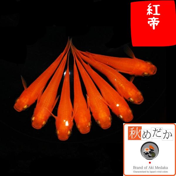メダカ 紅帝 普通体型 2匹 1ペア めだか 生体 成魚 秋めだか