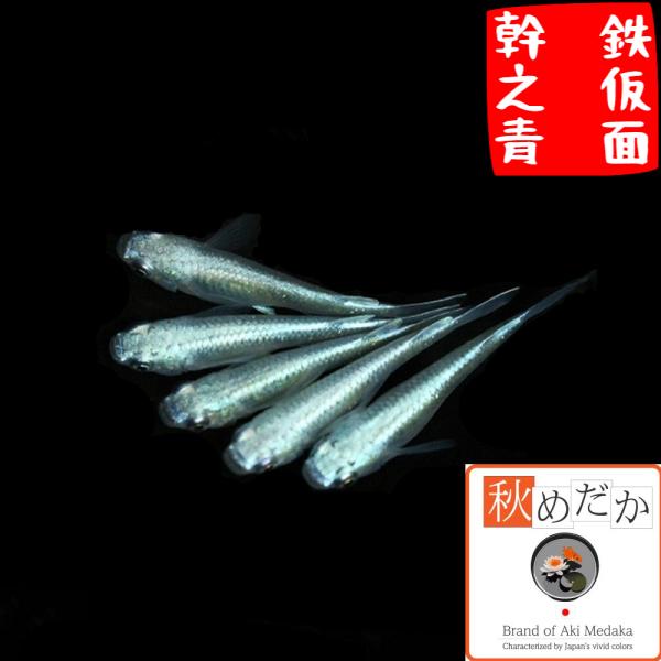 メダカ 幹之青 幹之青鉄仮面 普通体型 2匹 1ペア めだか 生体 成魚 秋めだか