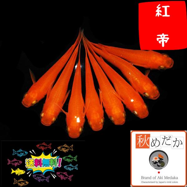 メダカ 紅帝 普通体型 4ペア めだか 販売 通販 赤色 生体 成魚 秋めだか