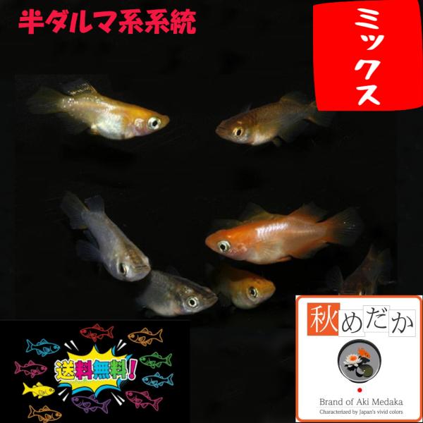 メダカ おまかせ 半ダルマ系 ミックス 10匹 5ペア めだか 生体 成魚 販売 通販 秋めだか