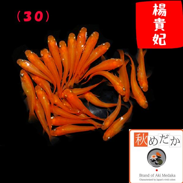 メダカ 楊貴妃(30) 普通体型 8匹 4ペア めだか 販売 通販 生体 成魚 秋めだか