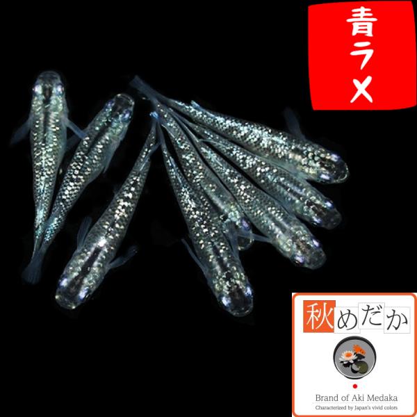 メダカ ラメ 青ラメ 普通体型 6匹 3ペア めだか 販売 通販 青色 生体 成魚 秋めだか