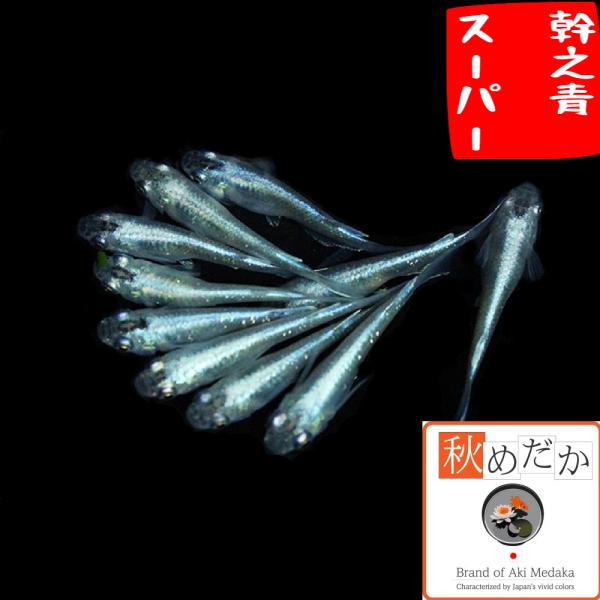メダカ 幹之青 幹之青スーパー 普通体型 8匹 4ペア めだか 販売 通販 生体 成魚 秋めだか