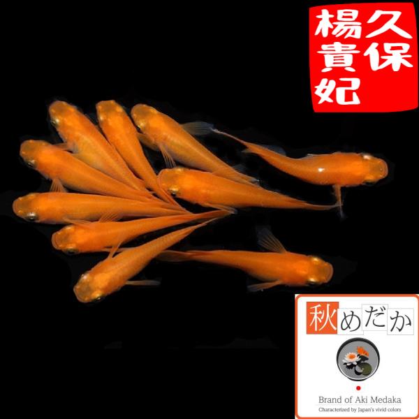 メダカ 久保楊貴妃 普通体型 8匹 4ペア 楊貴妃 めだか 販売 通販 生体 成魚 秋めだか
