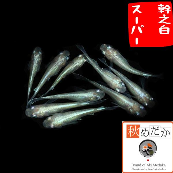 メダカ 幹之 幹之白スーパー 普通体型 8匹 4ペア  めだか 販売 通販 生体 成魚 秋めだか